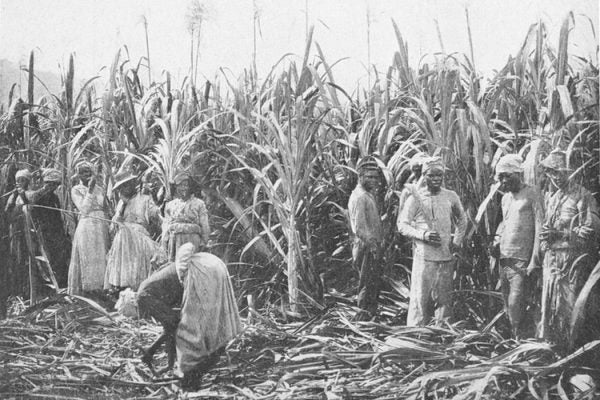 Schomburg Center for Research in Black Culture, Jean Blackwell Hutson Research and Reference Division, The New York Public Library. "Sugar cane plantation; [Jamaica.]" New York Public Library Digital Collections. Accessed April 27, 2016. http://digitalcollections.nypl.org/items/510d47df-94a7-a3d9-e040-e00a18064a99