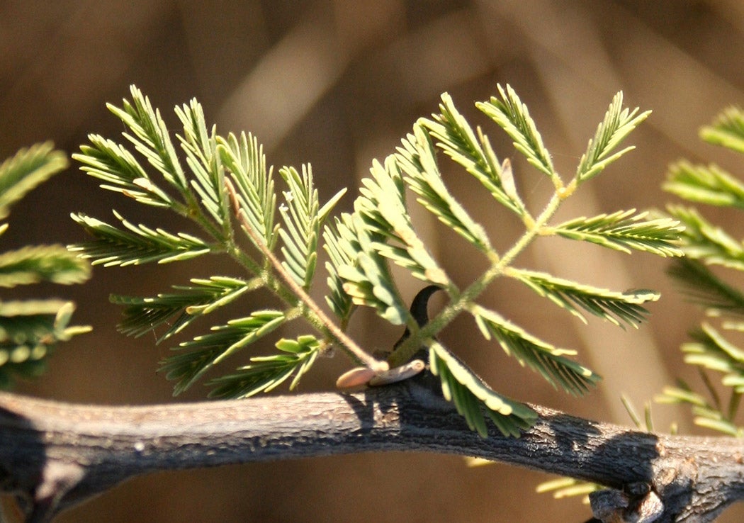Foliage of Acacia Senegal (Senegalia Senegal).